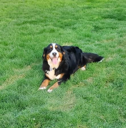 Purebread Bernese mountain dog