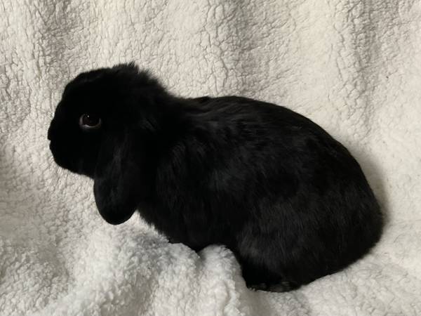 Holland Lop – $30