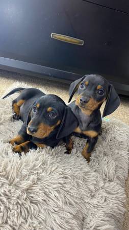 2 female Mini Dachshunds