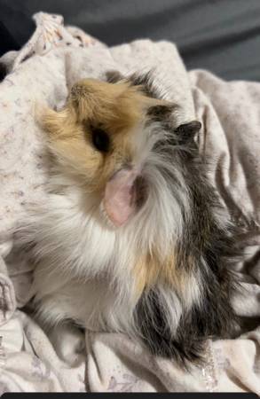 Furry Guinea pig