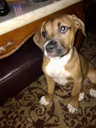 12 week boxer female