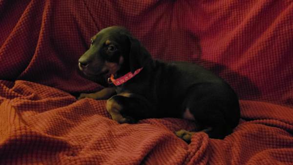 Rehoming Doberman Puppies