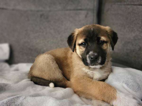 Anatolian shepherd mix puppy