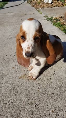 Basset hound puppy