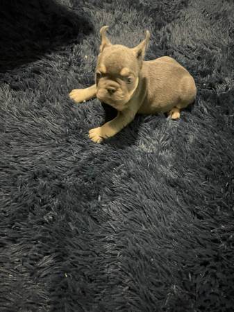 QUALITY FRENCH BULLDOGS