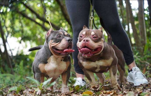 American bully puppies