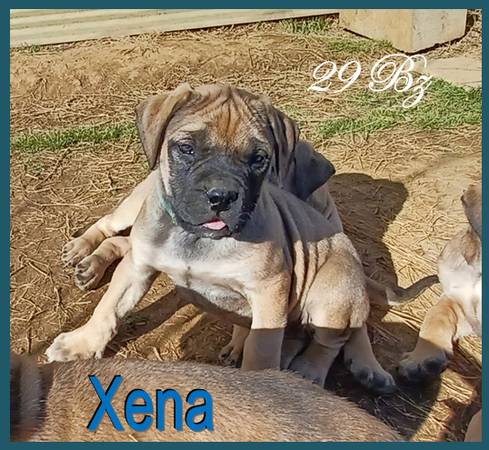 Xena – Mastiff Puppy for Rehome