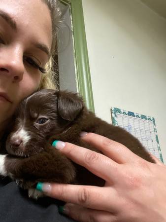 7 week old pit husky female