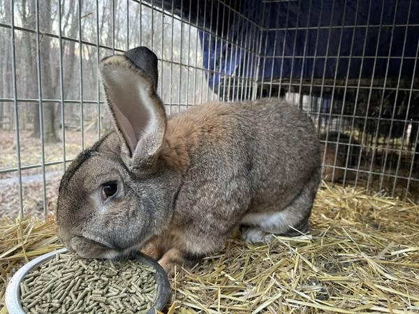 Pedigreed Flemish Giant Rabbits for Rehoming