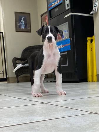 great dane puppies