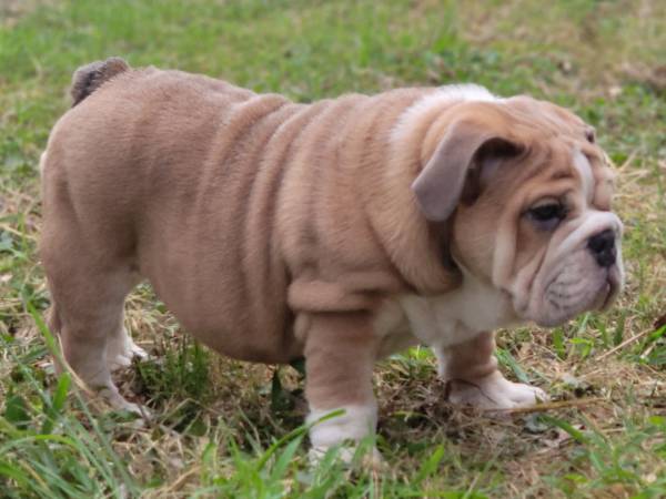 Male English Bulldog Puppy 1500