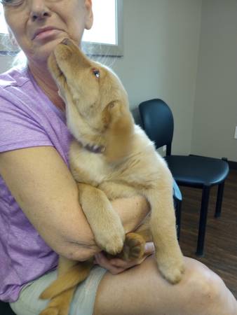 akc lab puppy (Dudley)