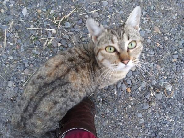 Found: Very Friendly Gray Tabby Cat