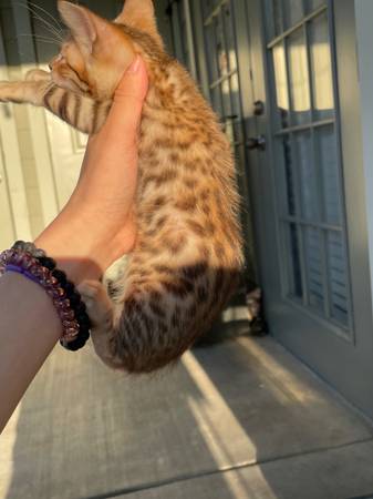 Bengal kittens