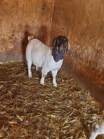 Commercial Boer Goat Doelings