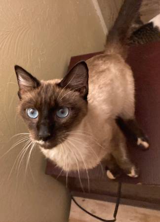 Siamese kitten