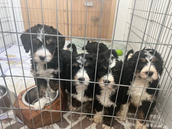 Bernedoodle puppies