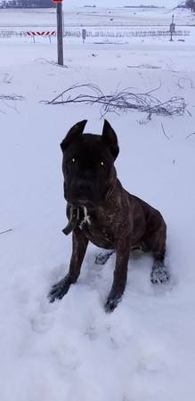 Female cane corso