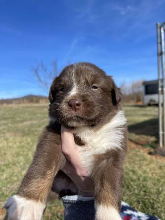 Australian Shepherd Puppies