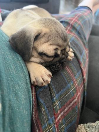 Male pug pup