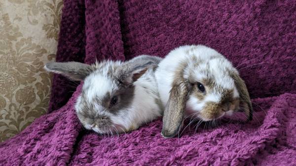 Holland Lop bunnies New Litter! Ready Now!