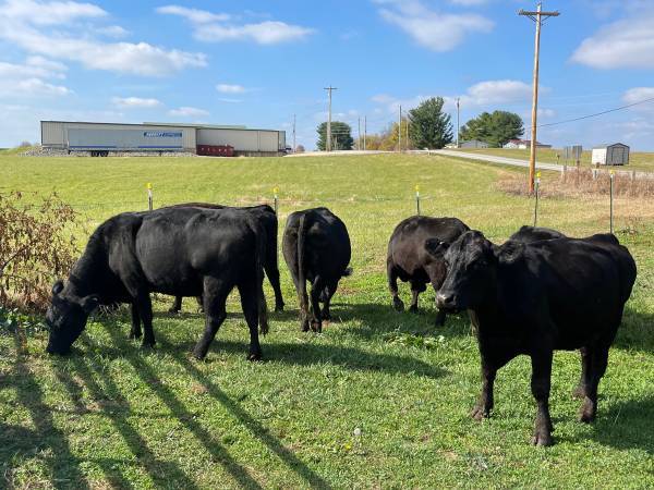 20 Fancy Black Angus Cows