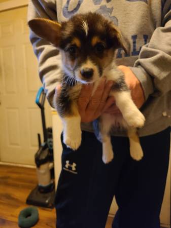 Corgi pups