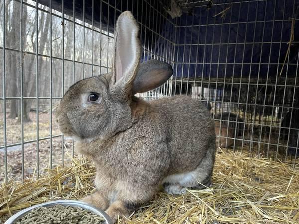 Pedigreed Flemish Giant Rabbits for Rehoming