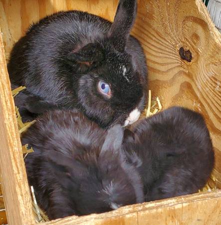 Holland lop bunny rabbits