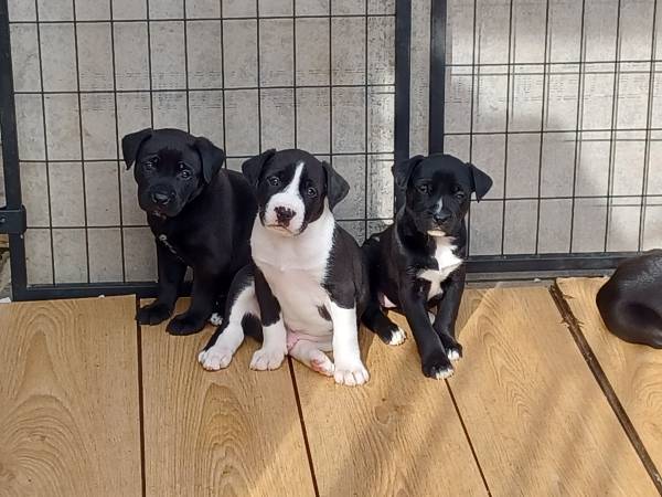 Belgian Malionois/ Pit Puppies