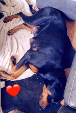 German Rottweiler Puppies