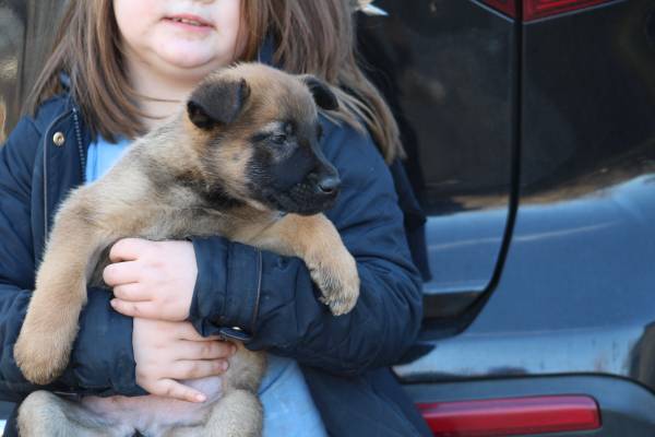 SHEPHERD PUPPIES READY FOR REHOMING