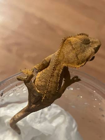 crested gecko babies