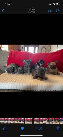 AKC French Bulldog Puppies