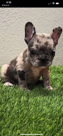 French Bulldog Puppies