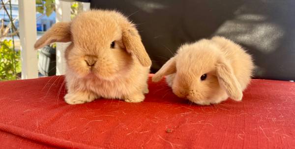 Holland lop buck