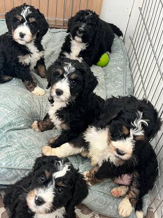 Bernedoodle puppies