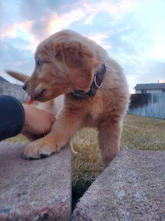 Golden Retreiver Puppy