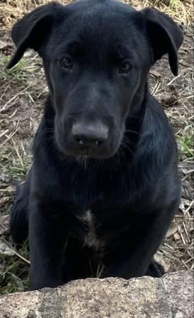 bordercollie lab mix sweetheart