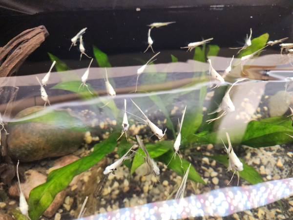 aquarium fish and plants for re- homing