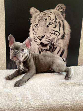 Blue frenchie akc