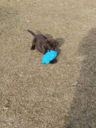 Chocolate lab male