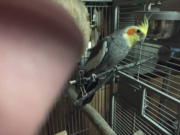 male grey cockatiel