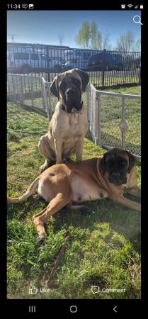 English mastiff puppies