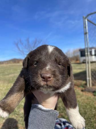 Australian Shepherd Puppies