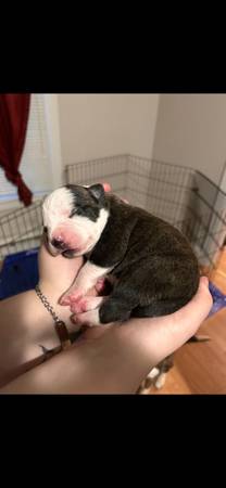 re-homing purebred pitbull puppies