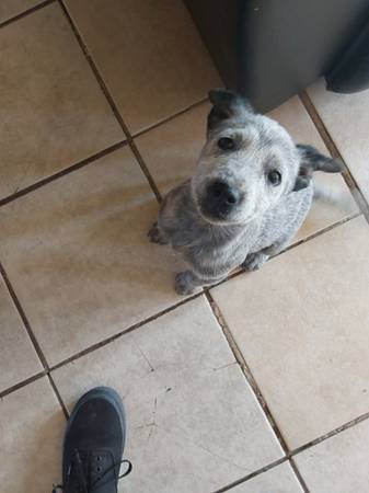 Blue Heeler puppy