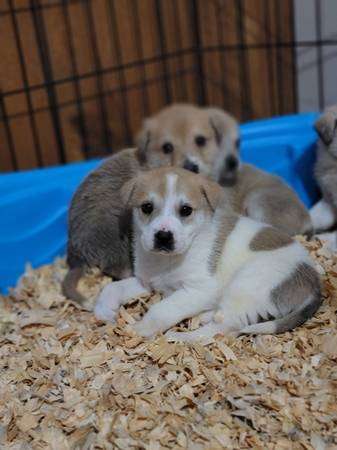 Golden Retriever Mix Puppies