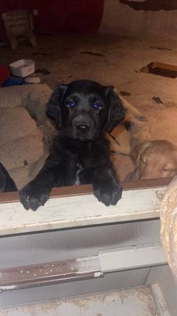 Aussie/Retriever Puppies