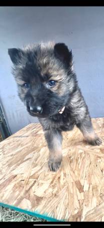 *** AKC, German, shepherds***